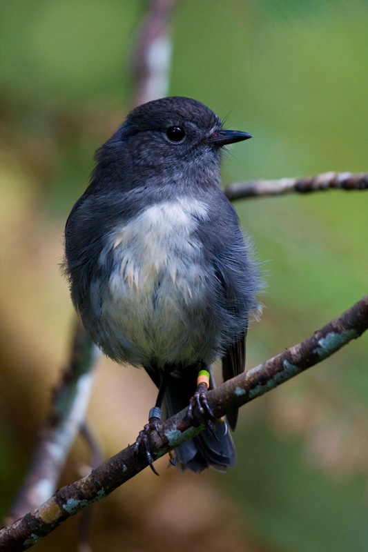 New Zealand Robin Perched On Branch